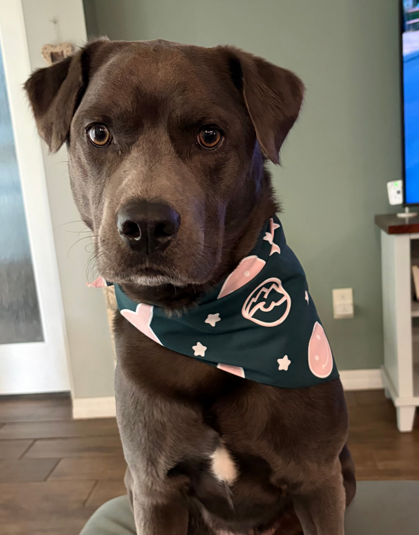 Dog wearing a bandana around it's neck.