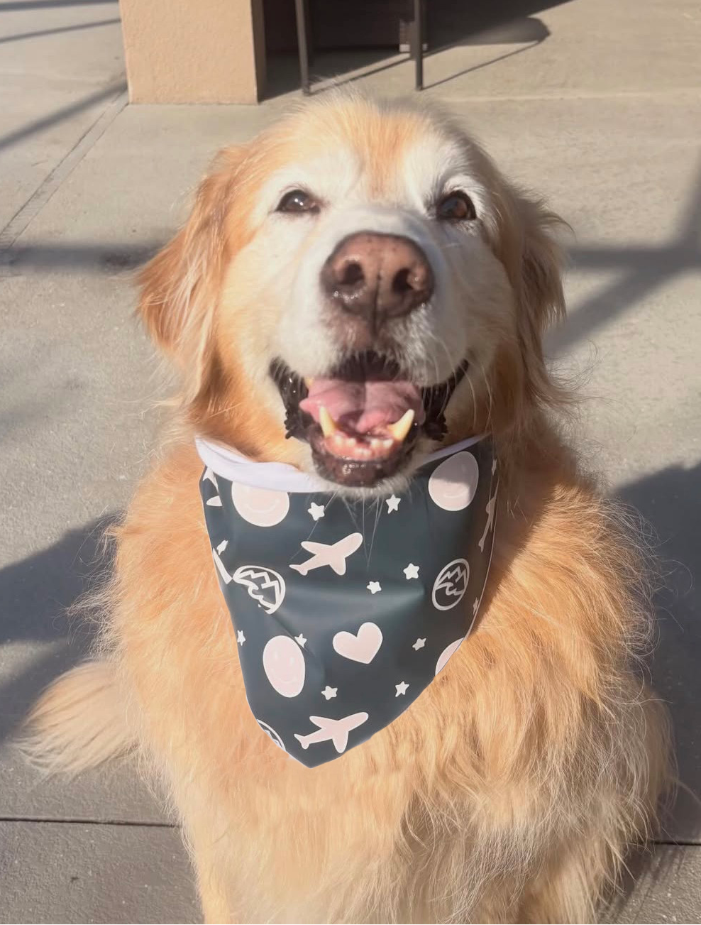 A golden retriever wearing a pet bandana.